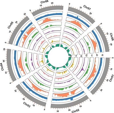 A near-complete genome assembly of Thalia dealbata Fraser (Marantaceae)